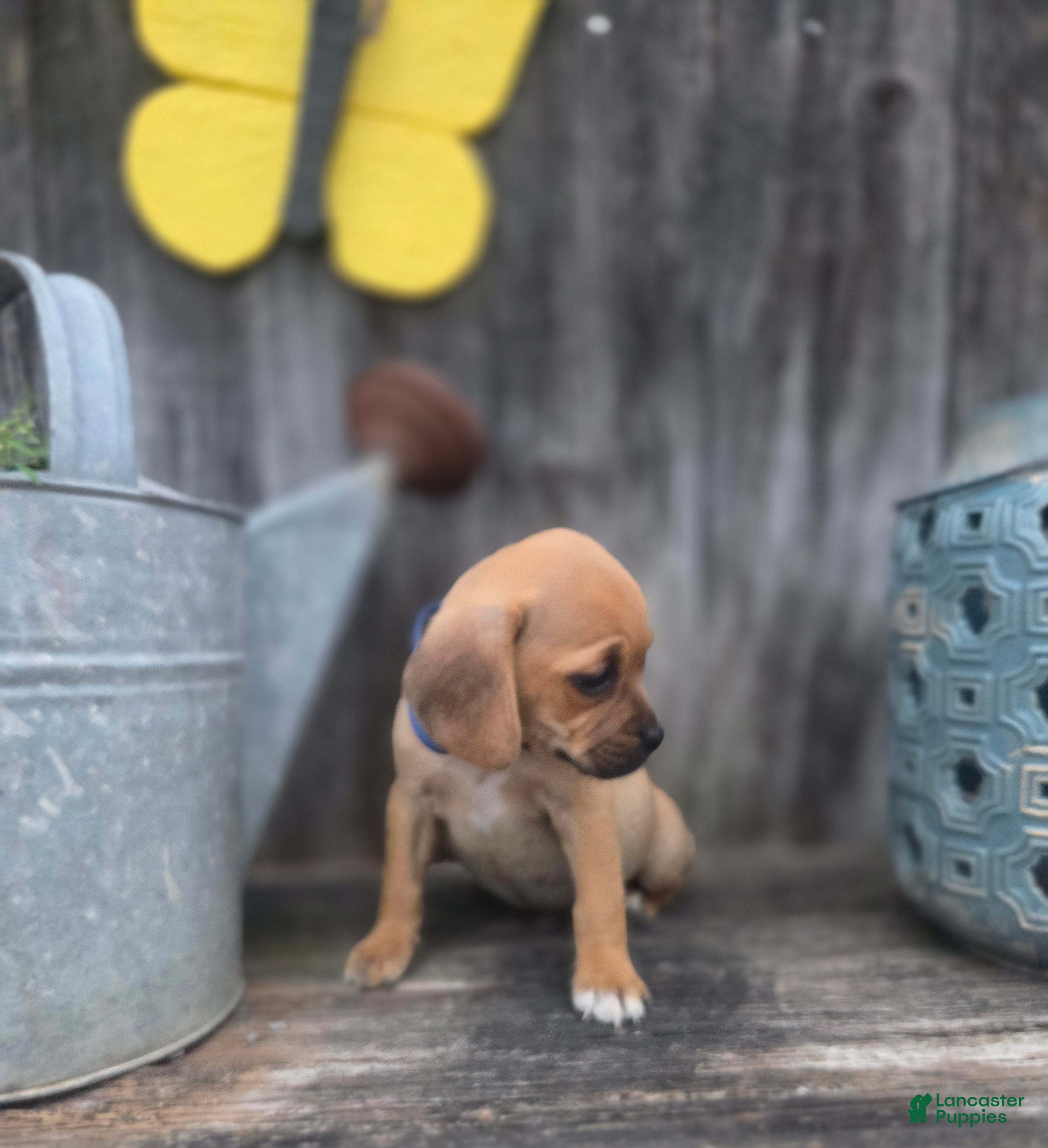 Puggle dogs Scout - Ad 2