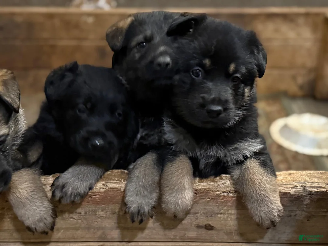 German Shepherd dogs for sale: German Shepherd Puppy 2 - Ad 4