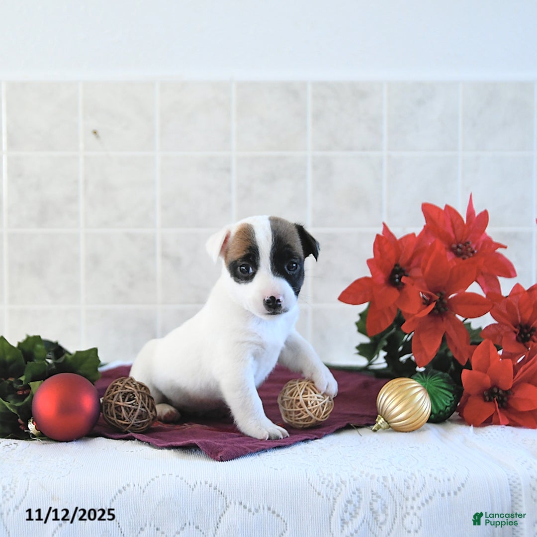 Jack Russell Terrier dogs for sale: Brently - Ad 6