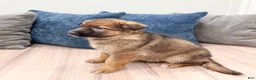 German Shepherd dogs for sale: Kandy - Ad 4
