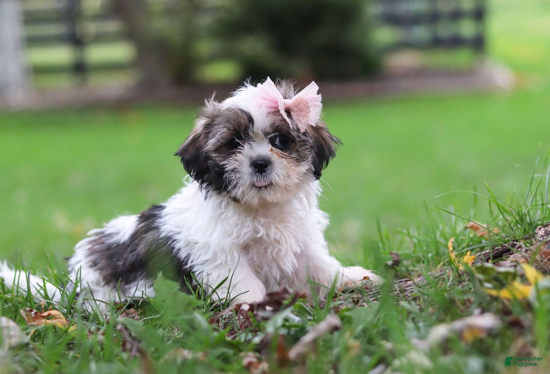 Shih Tzu dogs for sale: Layla - Ad 3