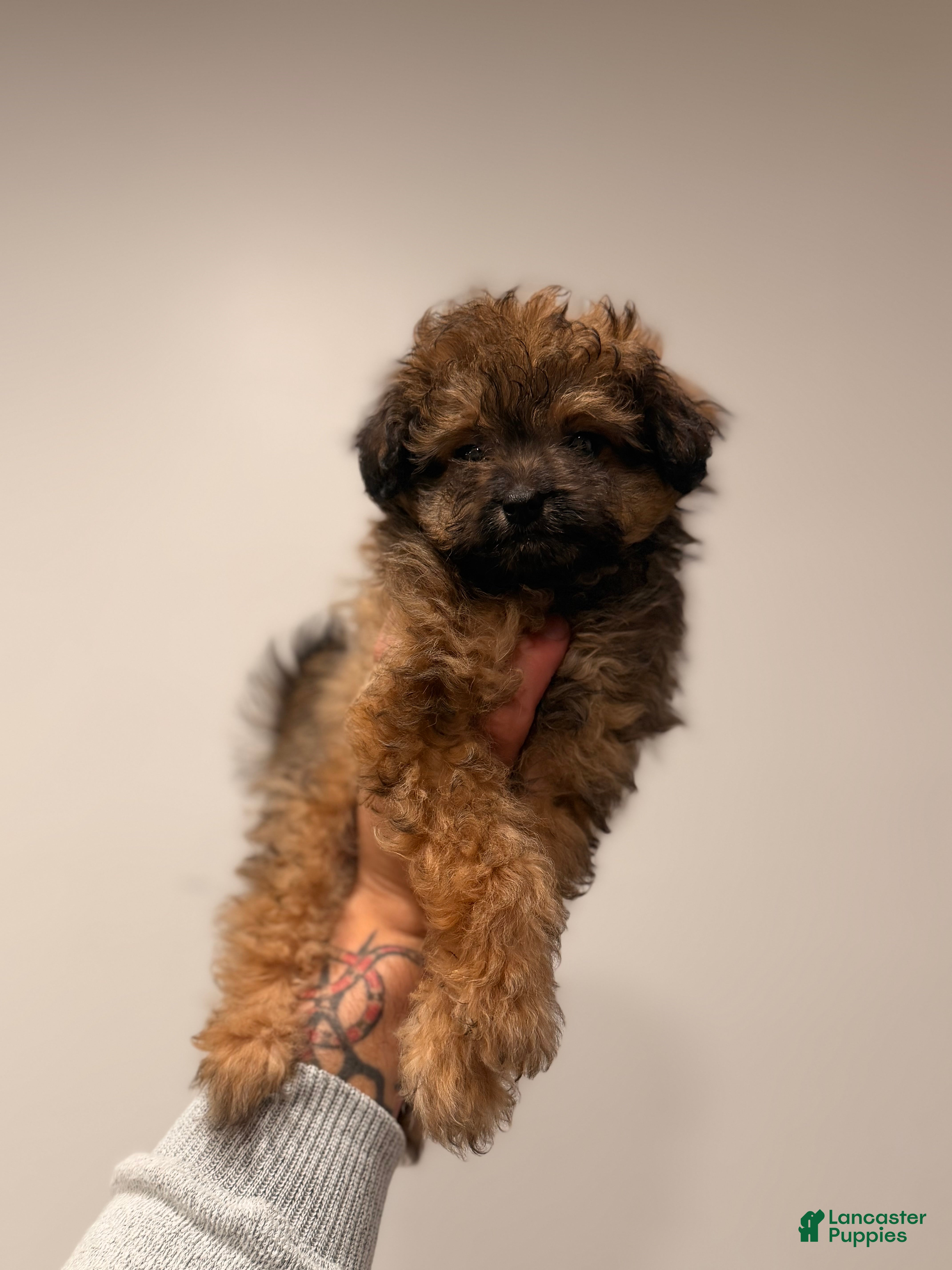 Pomapoo dogs Ashh  - Ad 15