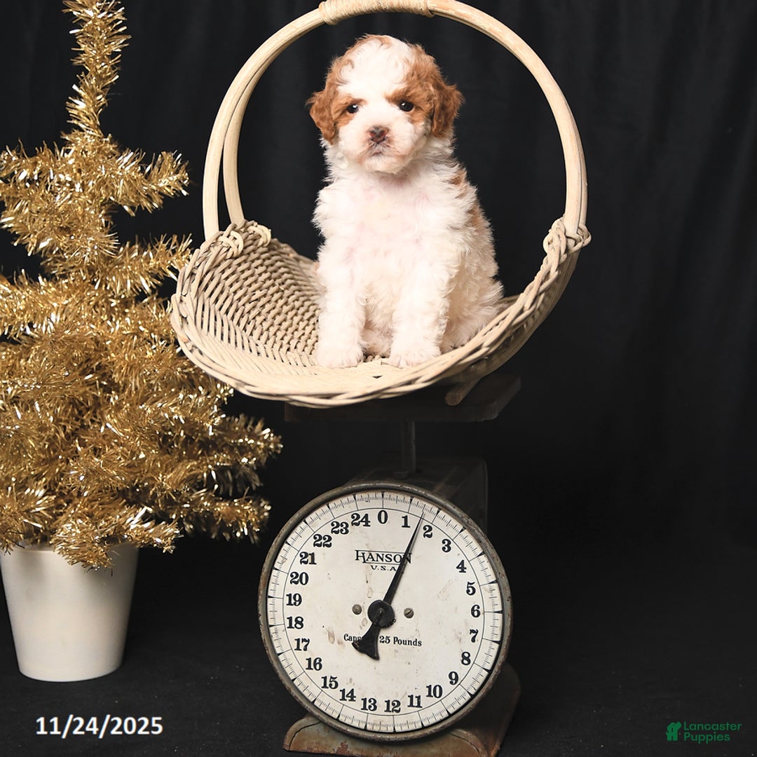 Toy Poodle dogs for sale: Diamond - Ad 3