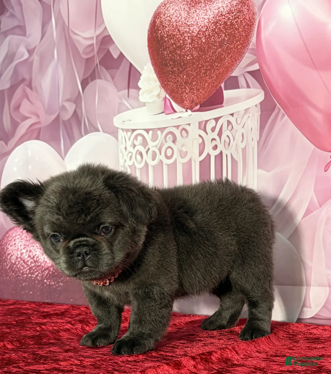 French Bulldog dogs for sale: Cherry  - Ad 8