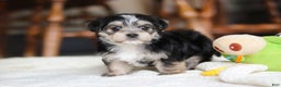 Morkie dogs for sale: Nora - Ad 12