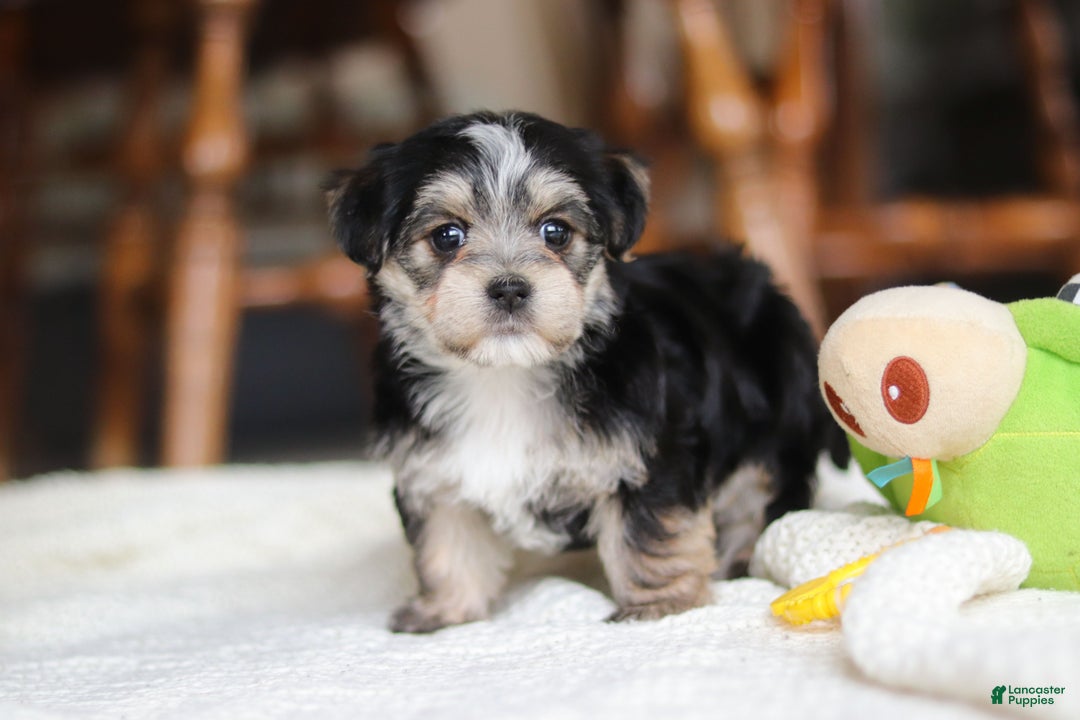 Morkie dogs for sale: Nora - Ad 12