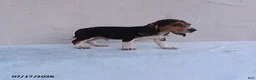 Beagle dogs for sale: Sammie - Ad 3