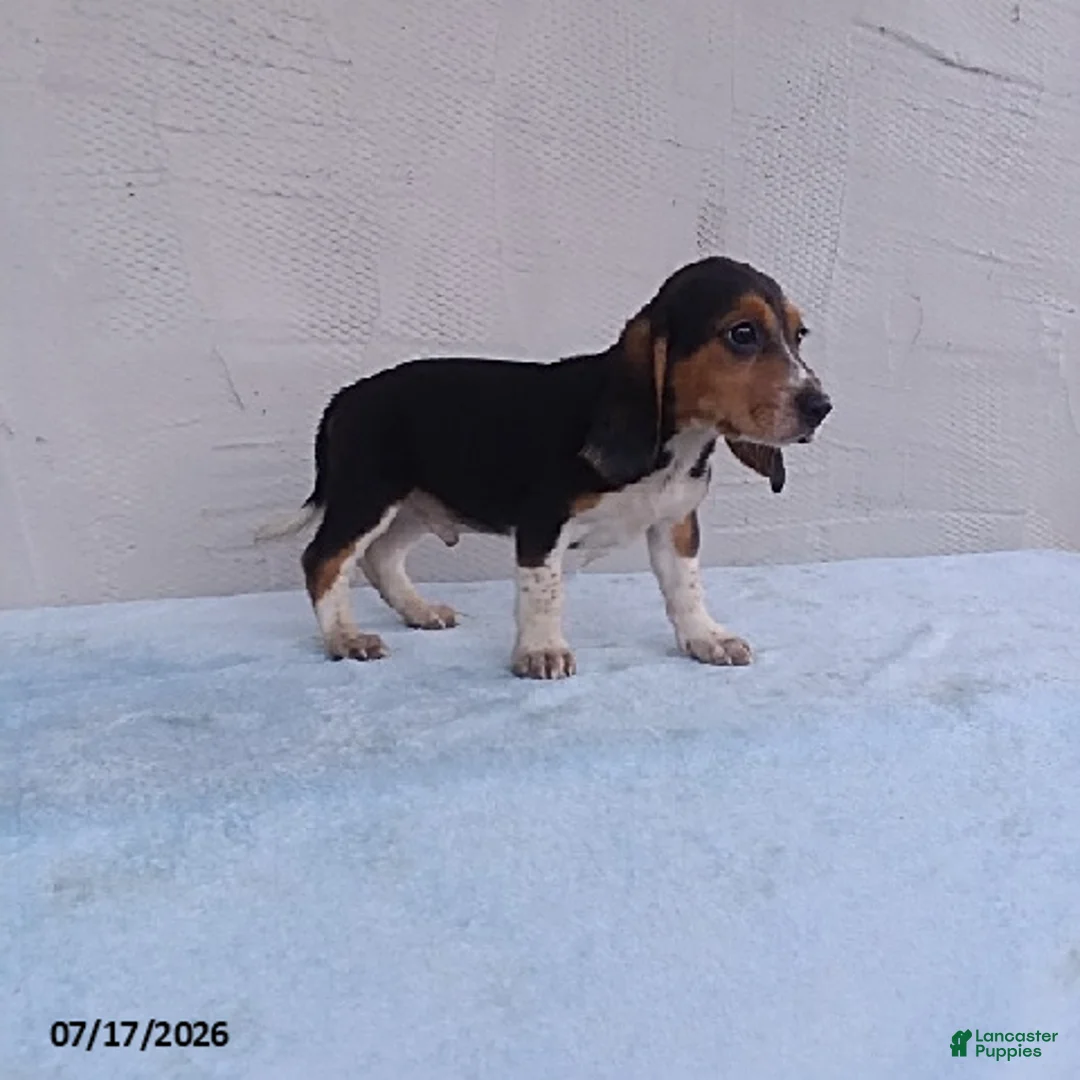 Beagle dogs for sale: Sammie - Ad 3