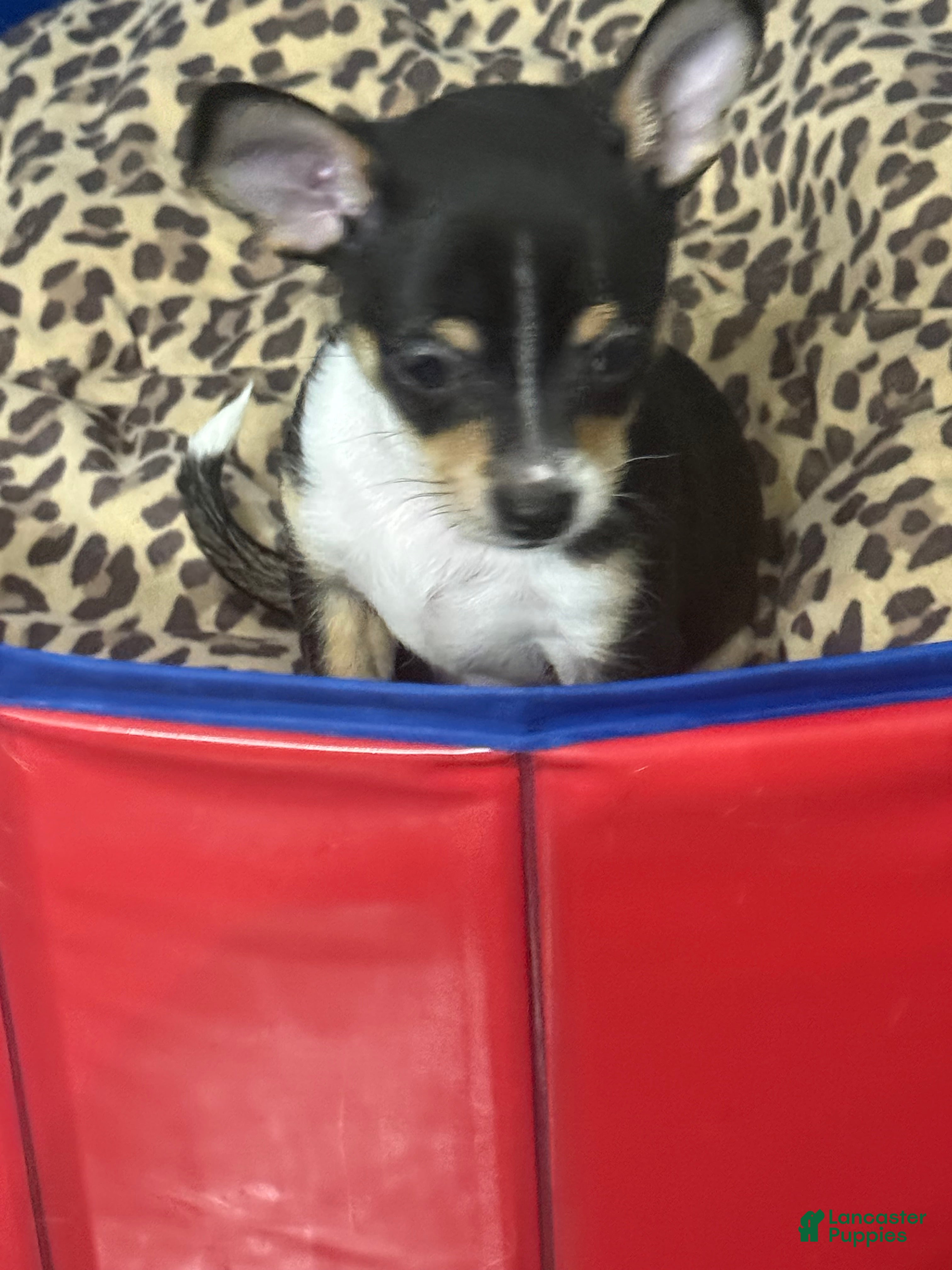 Chihuahua dogs Chihuahua 2 - Ad 1