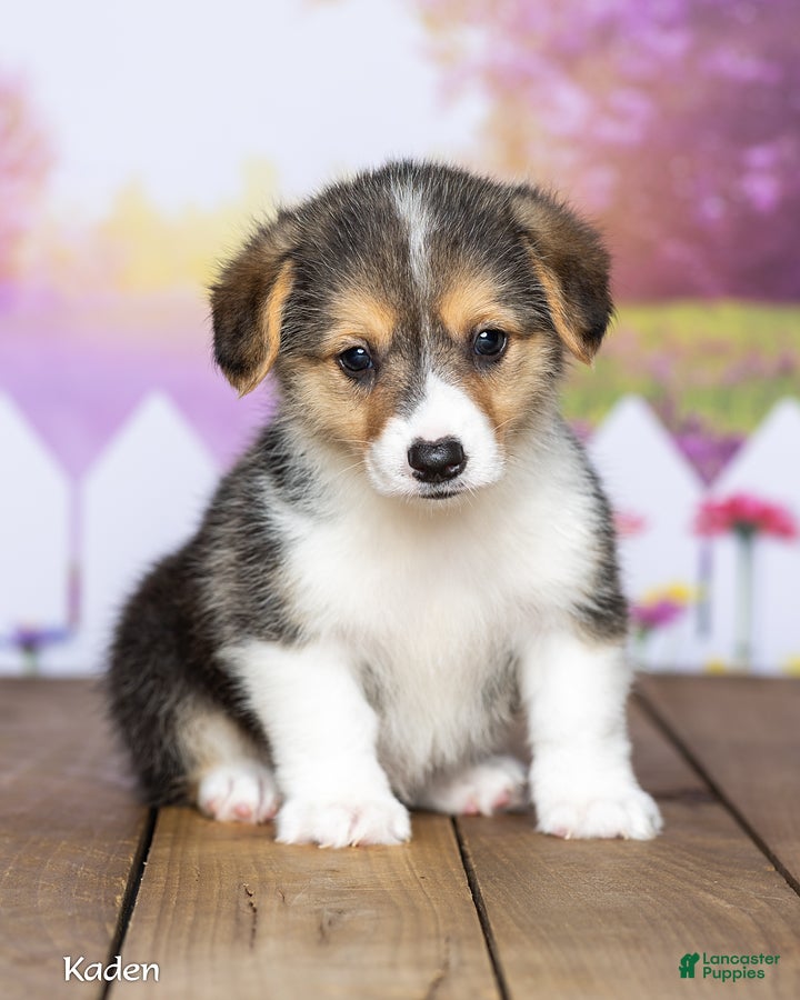 Welsh Corgi Pembroke dogs Kaden - Ad 1