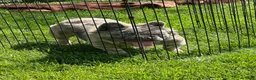 French Bulldog dogs for sale: Apollo - Ad 8