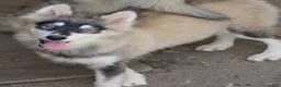 Pomsky dogs for sale: Daisy - Ad 4