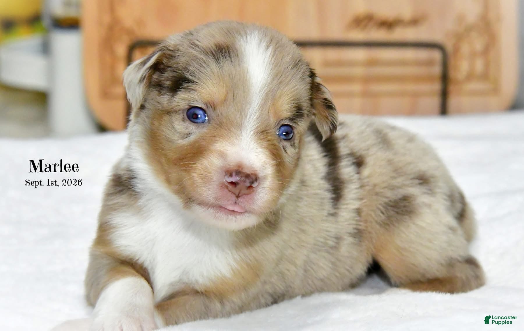 Miniature Australian Shepherd dogs Miniature Australian Shepherd 2 - Ad 32