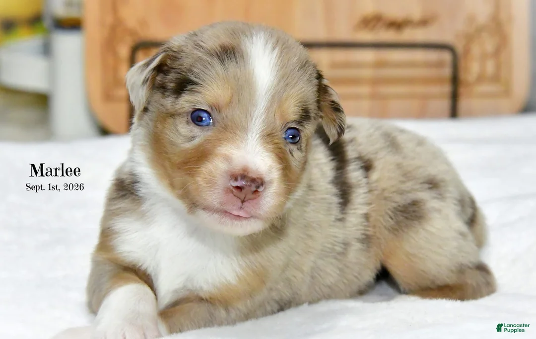 Miniature Australian Shepherd dogs for sale: Miniature Australian Shepherd 2 - Ad 1