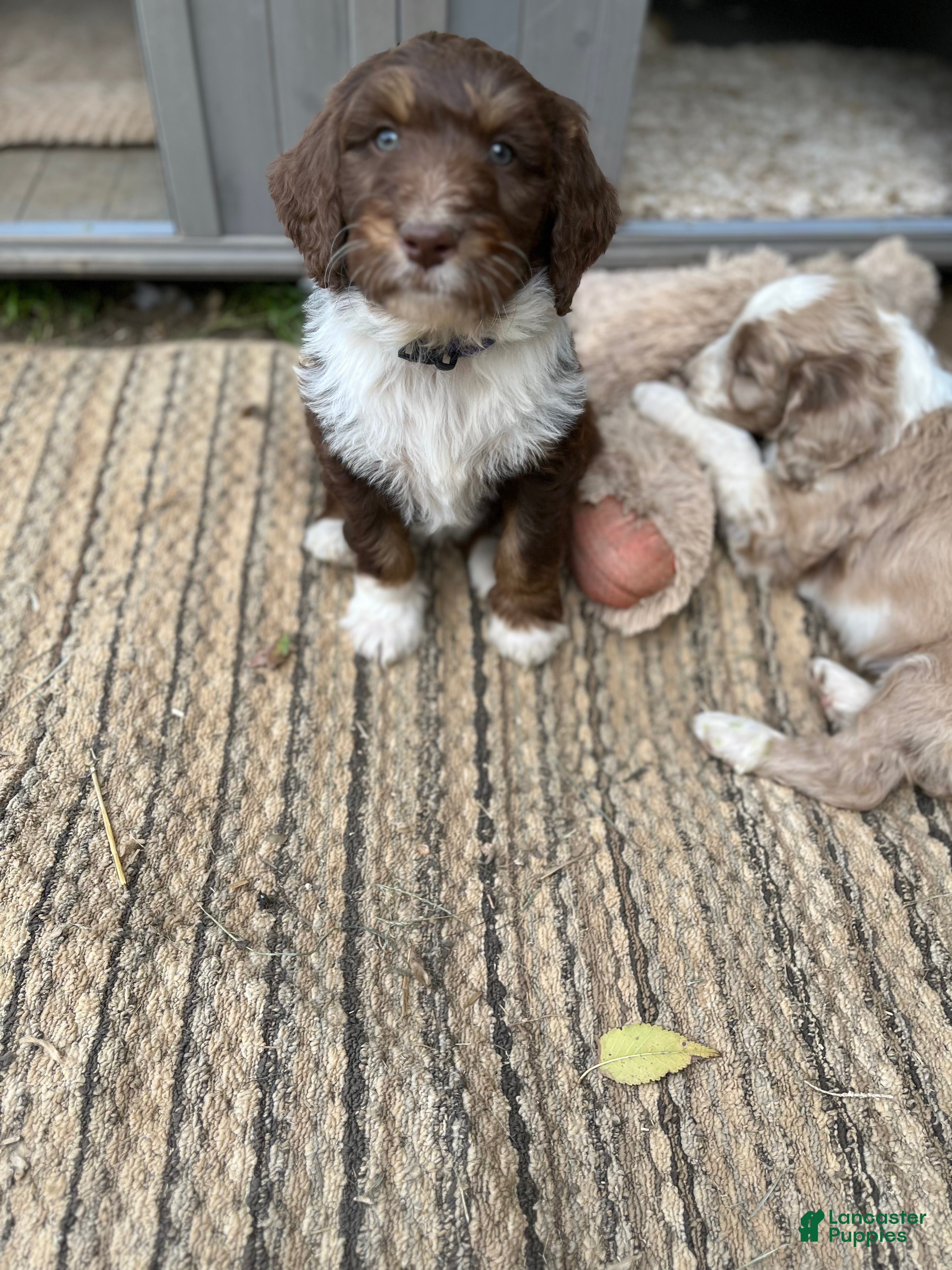 Aussiedoodle dogs for sale: TAZZ - Ad 1