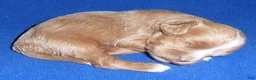 Cockapoo dogs for sale: Charlie - Ad 3