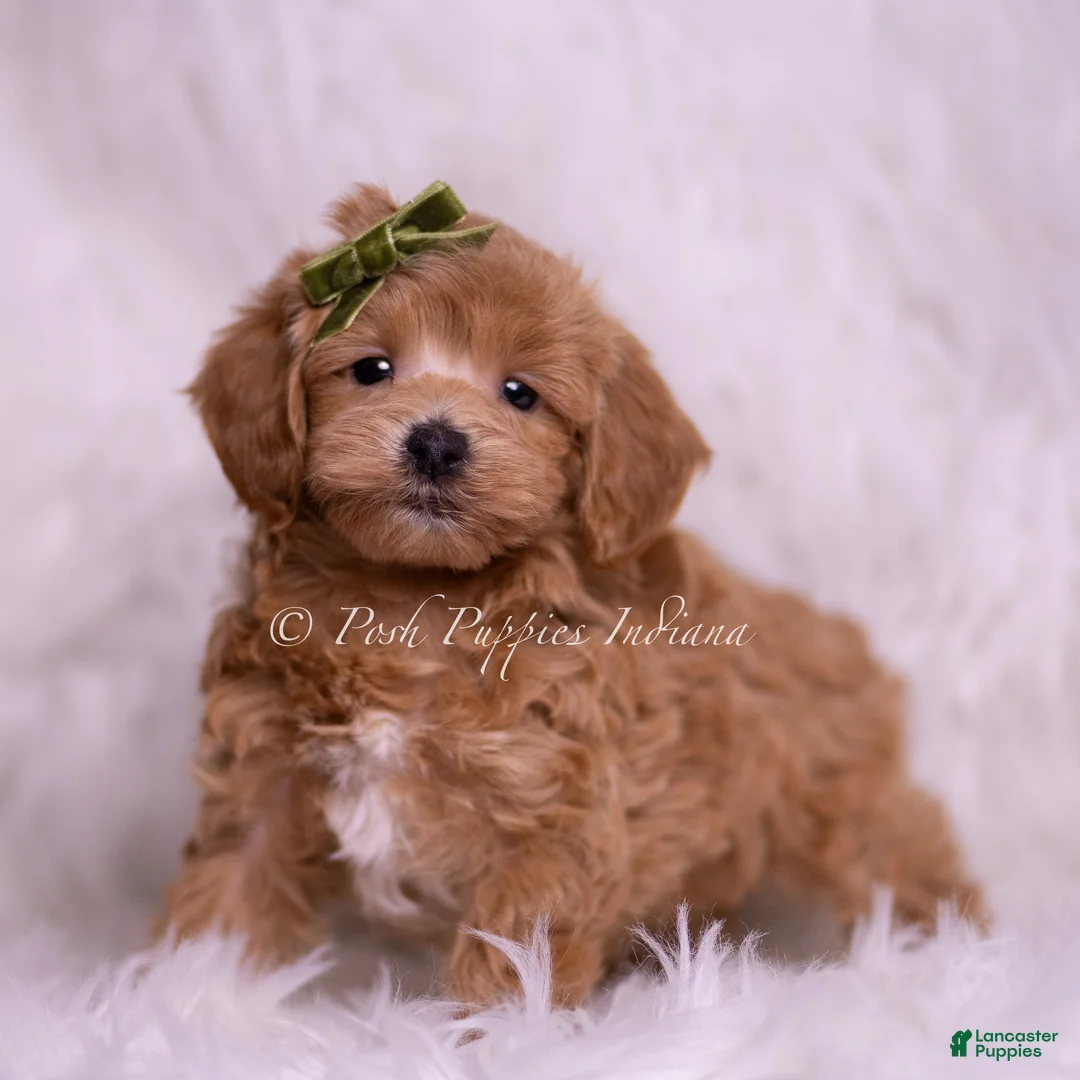 Maltipoo dogs for sale: Hunter - Ad 4