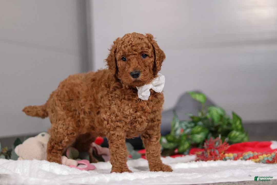 Standard Poodle dogs for sale: Claire - Ad 3