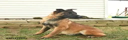 Belgian Malinois dogs for sale: Pearl  - Ad 3