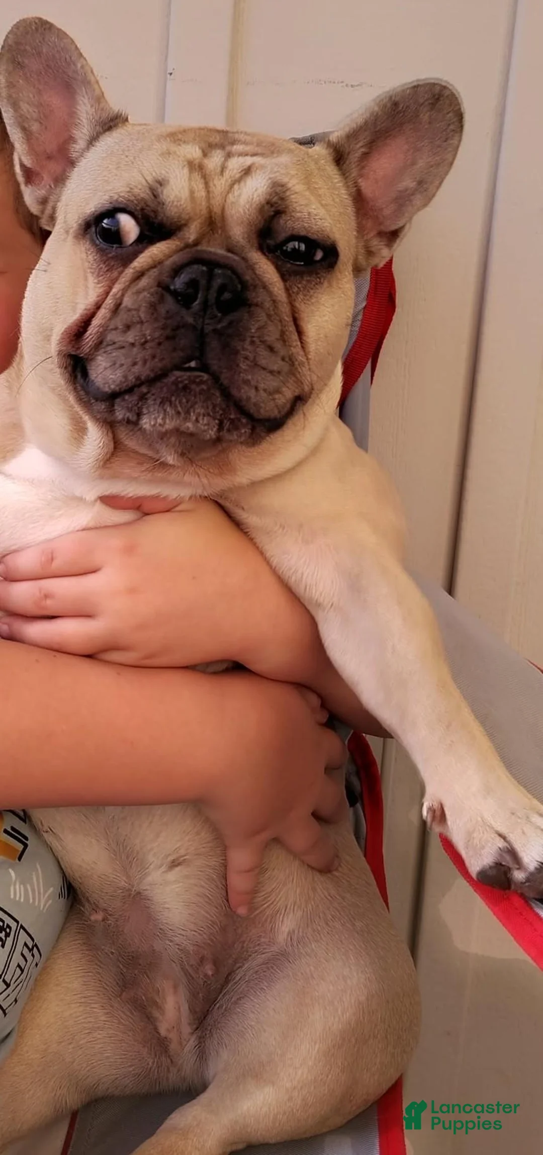 French Bulldog dogs for sale: French Bulldog 1 - Ad 2
