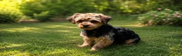 Yorkiepoo dogs for sale: Peanut - Ad 17