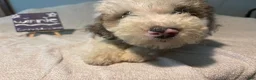 Mixed Breed dogs for sale: Winnie - Ad 1