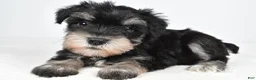 Miniature Schnauzer dogs for sale: Heidi - Ad 1