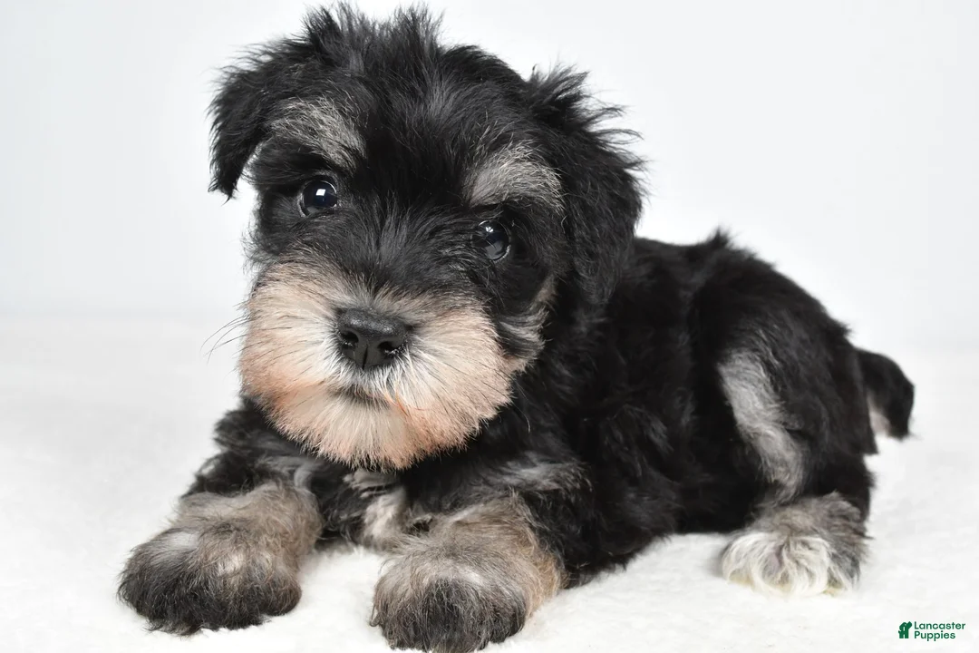 Miniature Schnauzer dogs for sale: Heidi - Ad 1