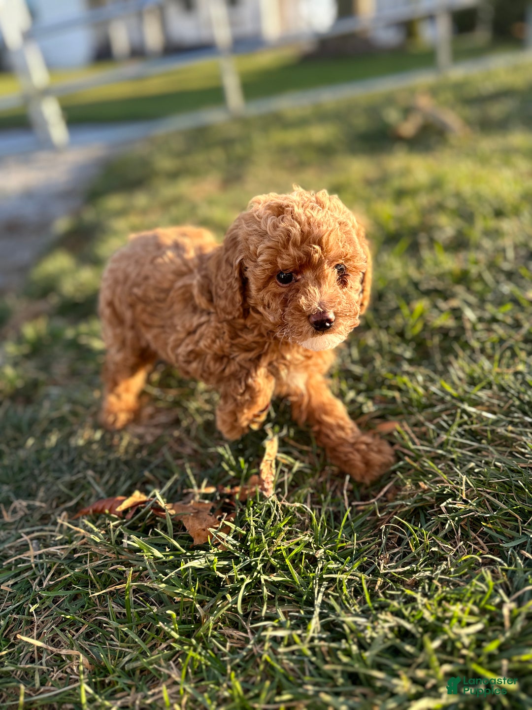 Toy Poodle dogs for sale: Blake - Ad 6