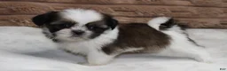 Shih Tzu dogs for sale: Missy - Ad 2