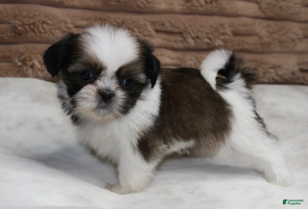 Shih Tzu dogs for sale: Missy - Ad 2