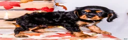Cavalier King Charles Spaniel dogs for sale: Isaiah - Ad 3