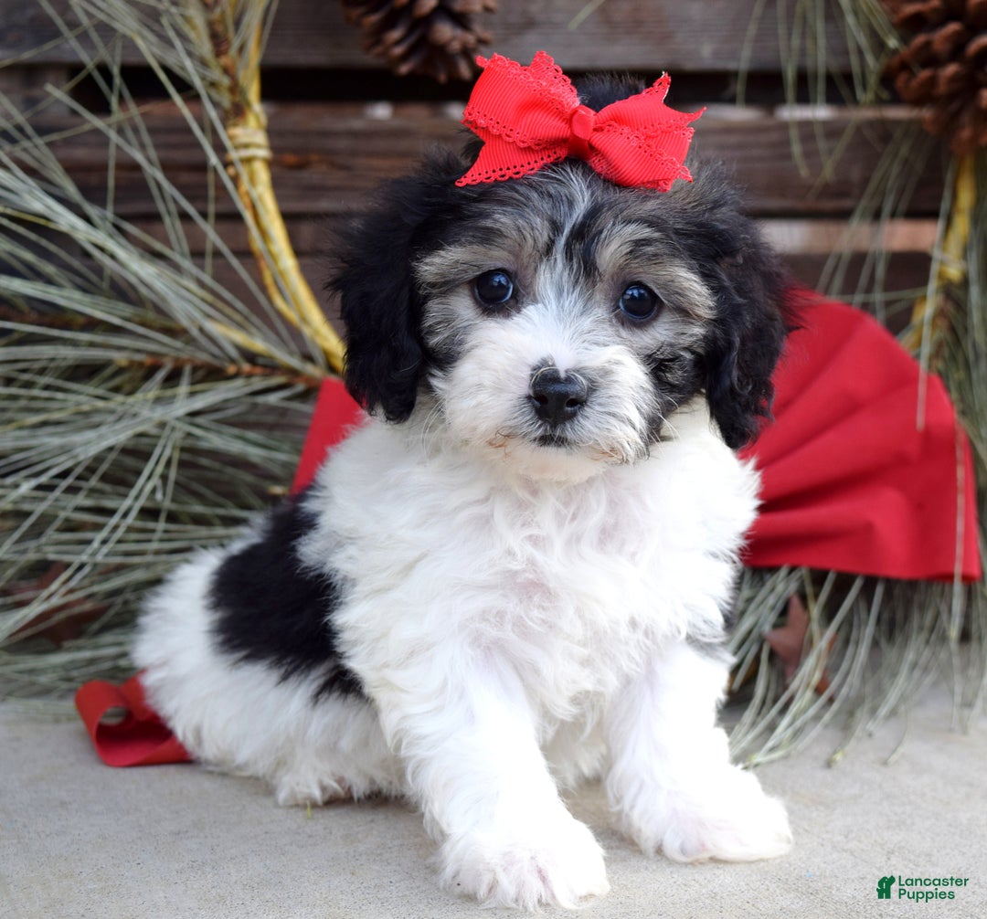 Bichpoo dogs for sale: Stella - Ad 1