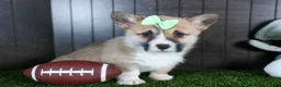 Welsh Corgi Pembroke dogs for sale: Ripley - Ad 12