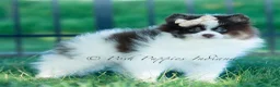 Pomeranian dogs for sale: Nutella  - Ad 2