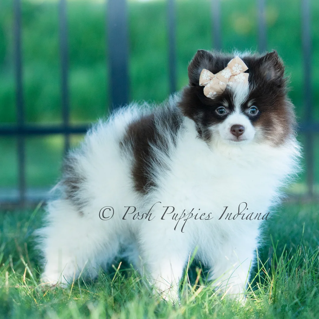 Pomeranian dogs for sale: Nutella  - Ad 2