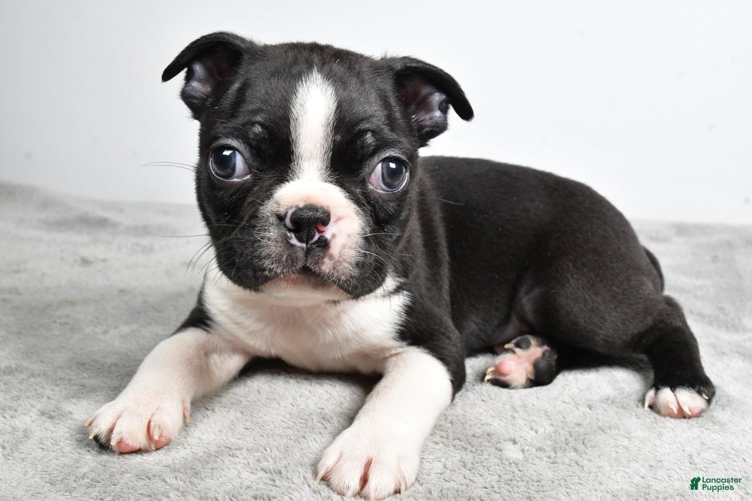 Boston Terrier dogs for sale: Jackson - Ad 5