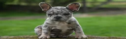 French Bulldog dogs for sale: Archie Beautiful Merle  Pup💙🐾 - Ad 1