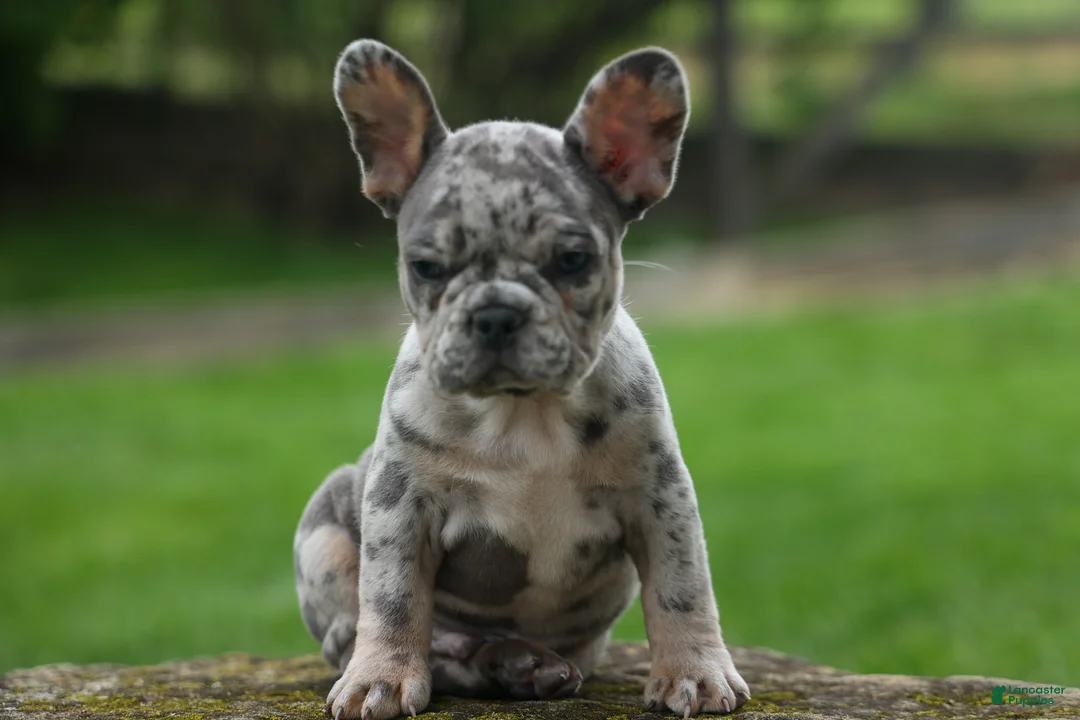 French Bulldog dogs for sale: Archie Beautiful Merle  Pup💙🐾 - Ad 1