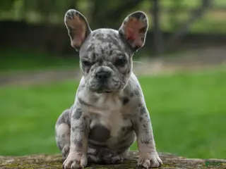 French Bulldog dogs for sale: Archie Beautiful Merle Pup💙🐾 - Ad 4