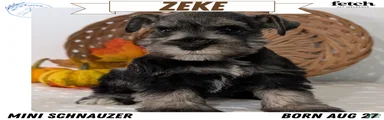 Zeke