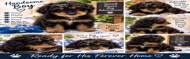 Mini Bernedoodle 2