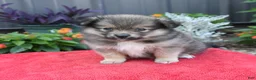 Pomeranian dogs for sale: Hero - Ad 2