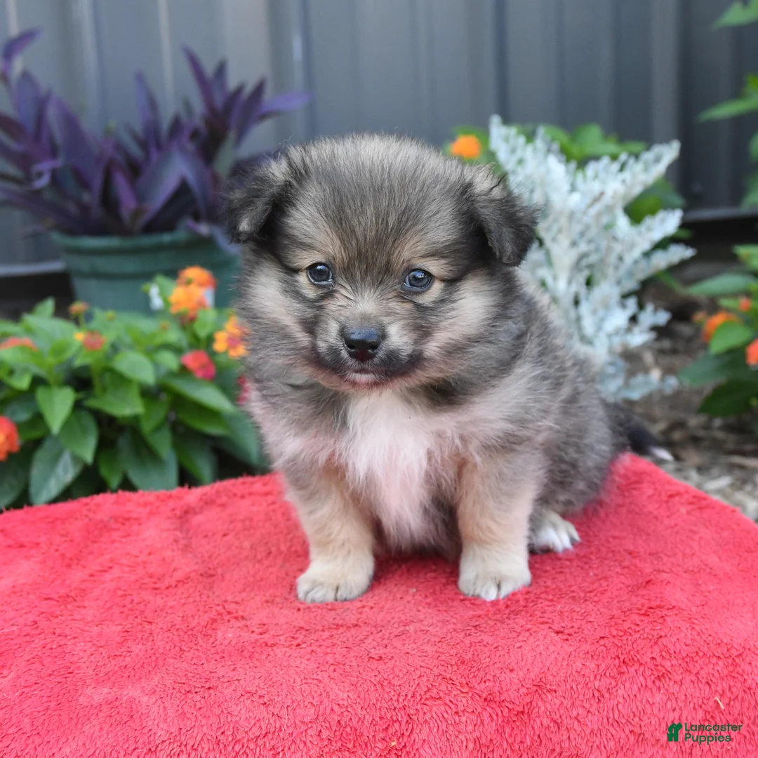 Pomeranian dogs for sale: Hero - Ad 2