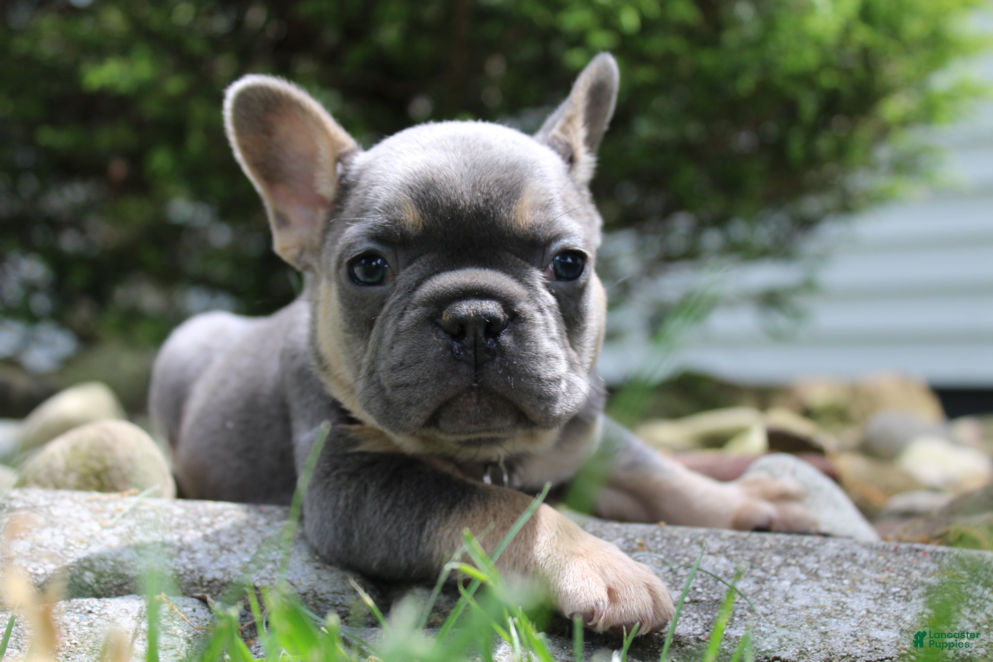 French Bulldog dogs for sale: AKC Jack - Ad 3