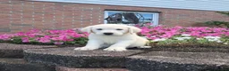 Labrador Retriever dogs for sale: Bruno - Ad 8