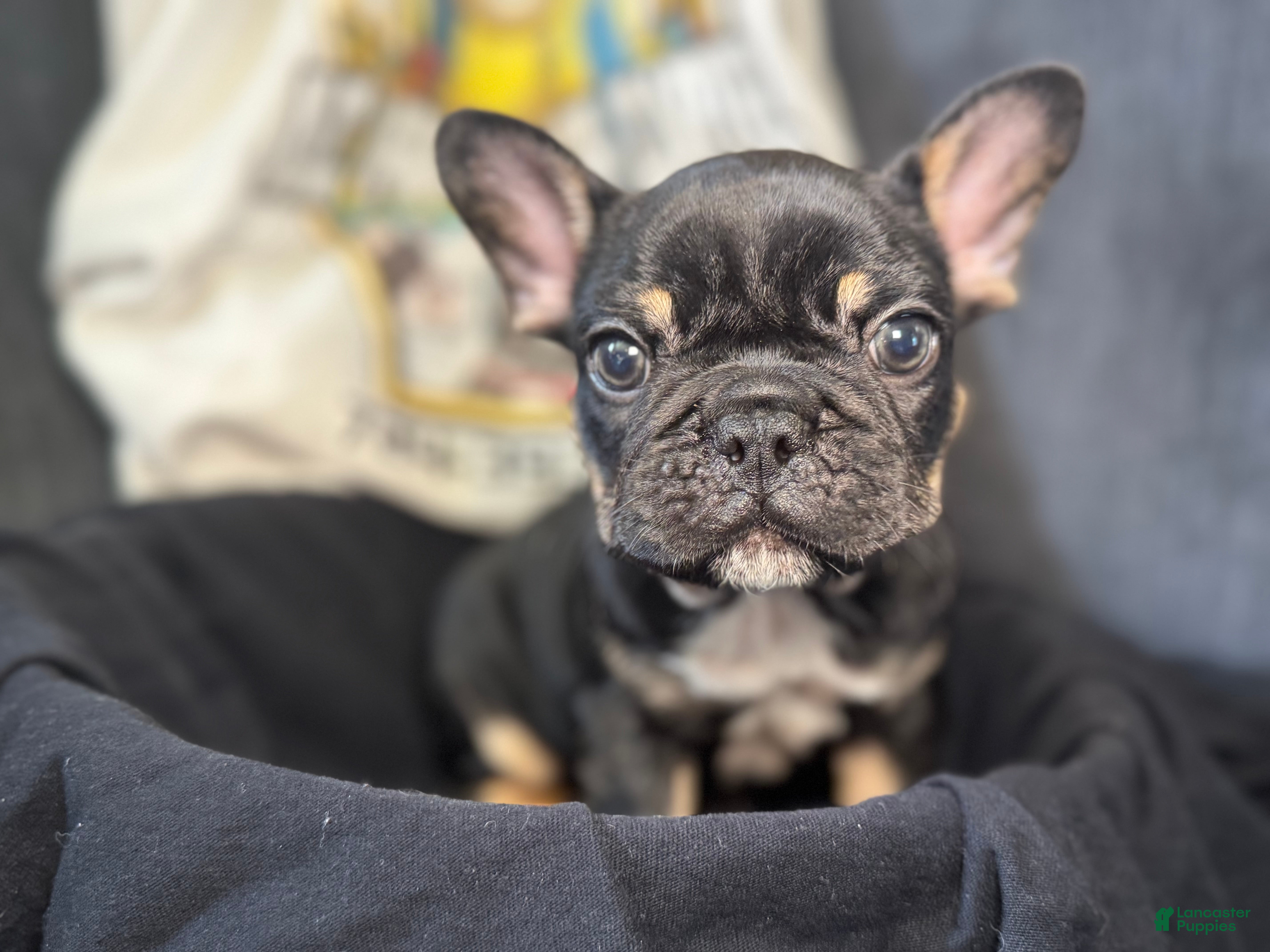 French Bulldog dogs Jumanji  - Ad 1
