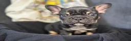 French Bulldog dogs for sale: Jumanji  - Ad 1