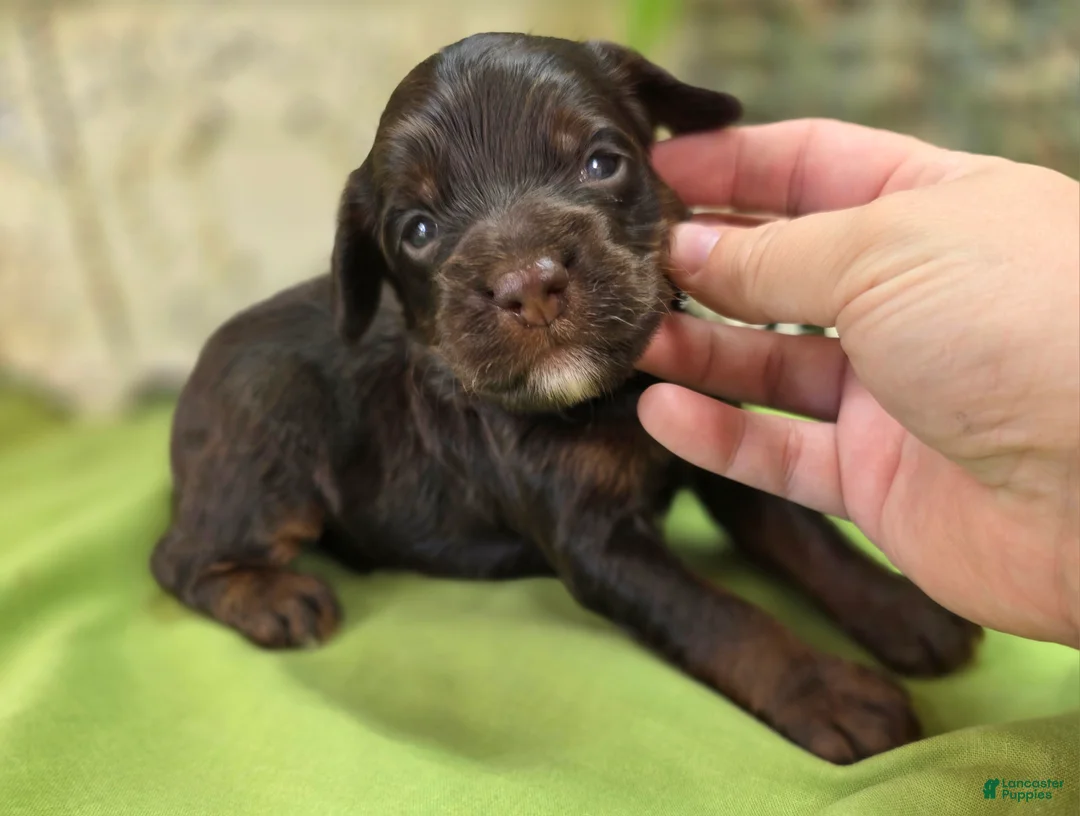 Cockapoo dogs for sale: Meeko - Ad 1