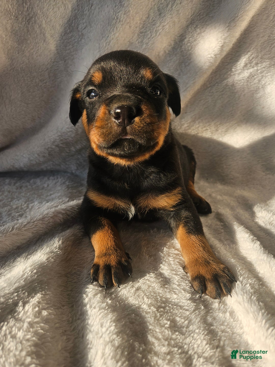 Rottweiler dogs for sale: Rubble - Ad 2